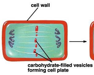 NO Cell wall makes cell too stiff to constrict at