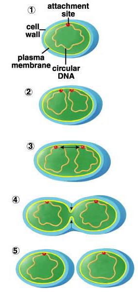 Chapter 11: Cellular Reproduction Binary Fission - splitting in two Prokaryote DNA: Single circular chromosome Attached to cell wall Steps in Binary Fission: