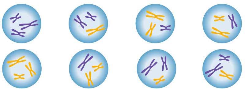 Chapter 11: Cellular Reproduction How Meiosis Produces Genetic Variability: 1) Shuffling of Homologous Chromosomes