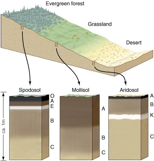 carbon dioxide, and they also trap pollutants. Weathering & Soils Soil Profile!