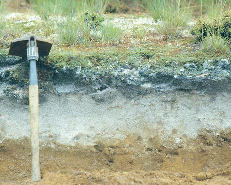 Soil Profiles!! Soil profiles:! As a soil develops from the surface downward, an identifiable succession of approximately horizontal weathered zones, called soil horizons, forms.