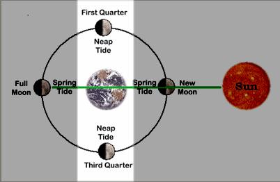Neap Tides Neap tides occur in between spring tides, at the first and third quarters of the Moon when the