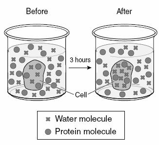 .. A cell in a hypotonic solution will... A cell in a isotonic solution will... a. In the picture to the right, are the water molecules moving into or out of the cell? b.