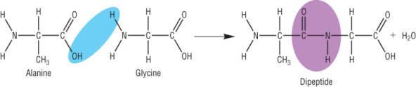 Nylon is made from the reaction between the monomers 1,6-diaminohexanel and hexane- 1,4-dioic acid. It is described as a condensation reaction as water is eliminated as the amide link is formed.