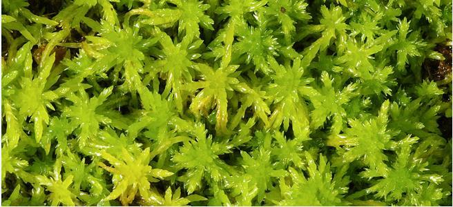 Non-Vascular plants (Bryophytes): Mosses and Their Allies Figure 3. Sphagnum moss, the gametophyte generation and the desert moss, geodermatophilia.