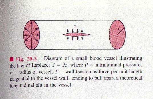 . Stress : force per unit area on the vessel wall. Strain is the resultant deformation.