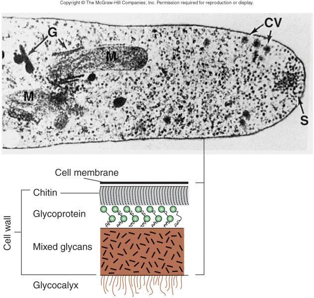 Glycocalyx