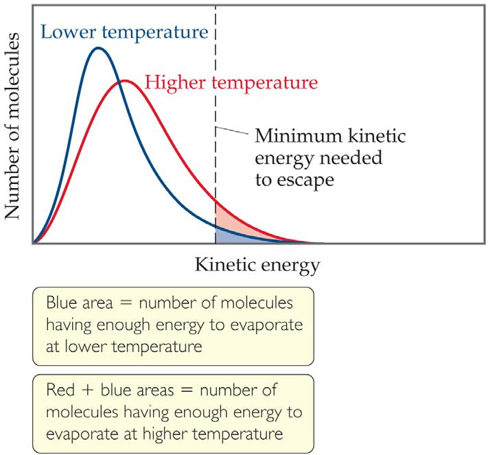 At any temperature, some liquid molecules have enough energy to escape the surface and become a gas.