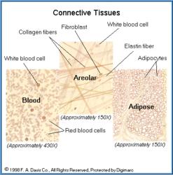 5. Connective tissue cells: Specialized cells; fibrous in nature; form