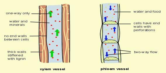 Xylem cells and Phloem cells (in plants): -Xylem-causes capillary action