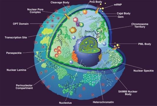 3) Nucleus: a. control center of the cell b. where DNA is found i.