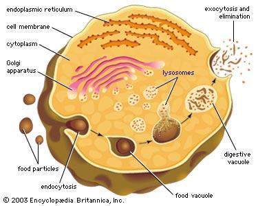 Found in: plants, animals, protists, fungi 11) Lysosome: a.