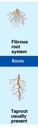 Monocot roots consists of a mat of generally thin roots spread out shallowly in
