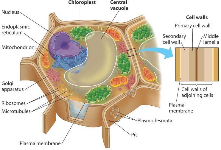 Plant cells Plant cells have 3 unique parts: - Chloroplasts: the sites of photosynthesis - Central vacuole: containing fluid that helps maintain firmness - Cell wall: made from the
