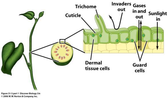 The three types of tissues: dermal, vascular and ground Each tissue is continuous throughout the plant From root to stem to leaf But, Are there differences in the