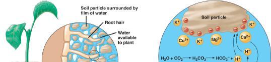 35.3 Epidermis absorbs water and