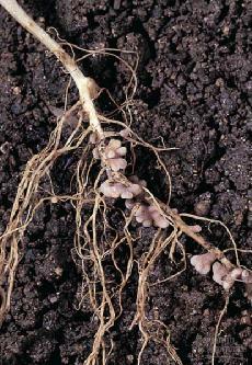 microbes near root trade carbohydrate