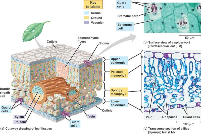 Leaf internal structure tissues