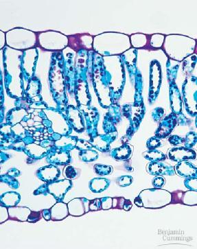 below epidermis high chloroplast