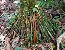 fibrous root system monocots (eg grasses)