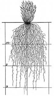 (130 times shoot) Fig. 44.--Top view of surface roots of Comanche cactus (Opuntia camanchica).