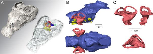 8.2 Comparative skull anatomy of placodonts (Diapsida: Sauropterygia) using μct scanning - implications for palaeobiogeography and palaeoecology Neenan James M. & Scheyer Torsten M.