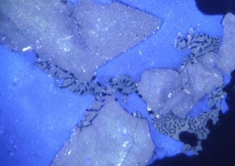 Fig. 5. In this cathodoluminescent image myrmekite with quartz vermicules (black) has formed between two K-feldspar crystals (blue) or between K-feldspar and plagioclase (beige).