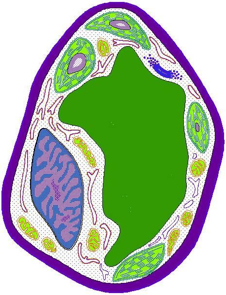 Cell Organelles Organelle means little organ.
