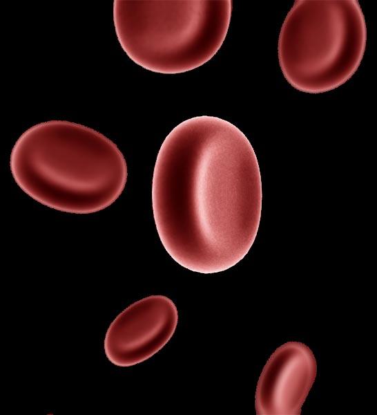 Red Blood Cells Animals Main Function: To transport oxygen around