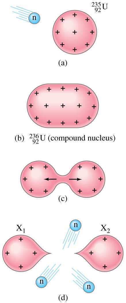 Nuclear Fission; Nuclear Reactors After absorbing a neutron, a uranium- 235 nucleus will split into