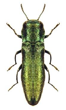 26 Agrilus kutahyanus n. sp. (Figs. 1-3, 6-9, 13, 14) ETYMOLOGY The species is named after the type locality. DIAGNOSIS A. kutahyanus sp. n. belongs to the Agrilus roscidus group, where it is most similar to A.