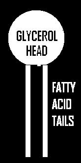 Tails are made of fatty acids and are