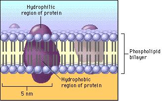 THE CELL MEMBRANE IS FLUID Molecules in cell