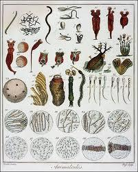 HISTORY OF CELLS In 1673, Anton Von Leeuwenhoek (a Dutch