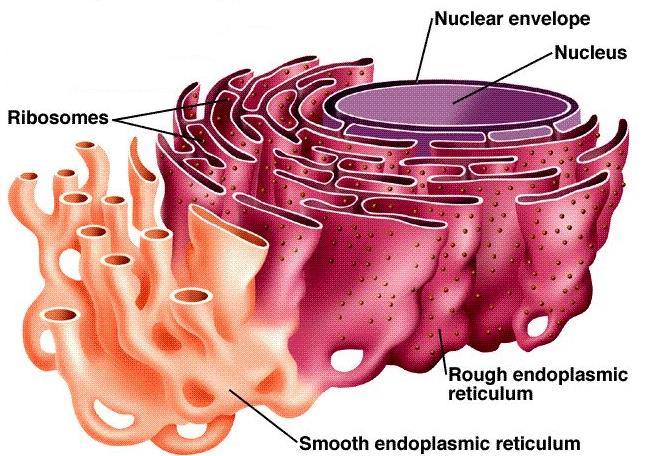 ENDOMEMBRANE SYSTEM Includes nuclear membrane