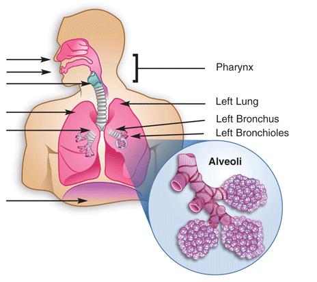 Task: Draw a line from the list of words on the left and right boxes to the corresponding part of the lungs image.