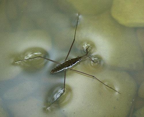 Water Striders Take