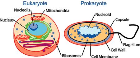 PROKARYOTIC No membrane bound organelles (no mitochondria, nucleus, vacuole, or