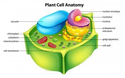 Plant Cell Nucleus Plasma Membrane Mitochondria