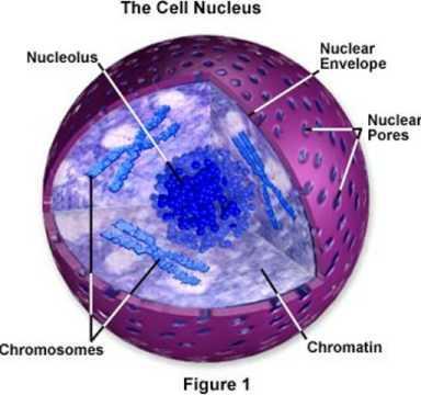 The control center Holds the DNA Dark spot inside nucleus