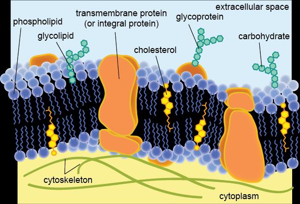 The gate of the cell Double membrane