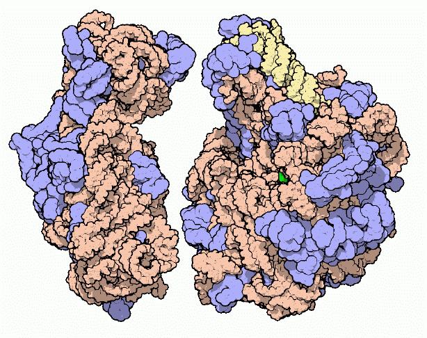 Protein producer The ribosome makes proteins for the cell Can
