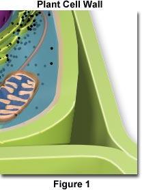Supporter/protector The cell wall shapes and protects the plant cell Think about it: What is