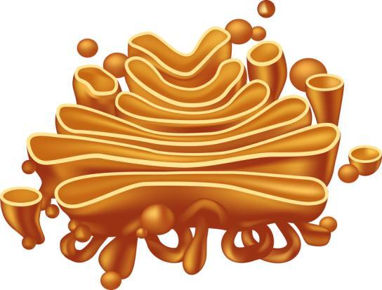 Golgi Apparatus-receives proteins and lipids (fats);