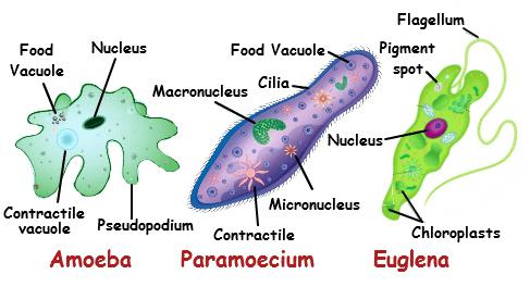 Unicellular organisms have many structures that help them