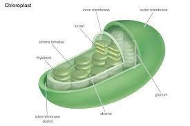 Chloroplast Plant cells have the organelle chloroplast.