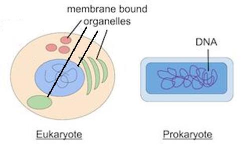 Review - Eukaryotic Cells UNIT 5 The first cells (bacteria) were prokaryotic. They are the most basic cells.