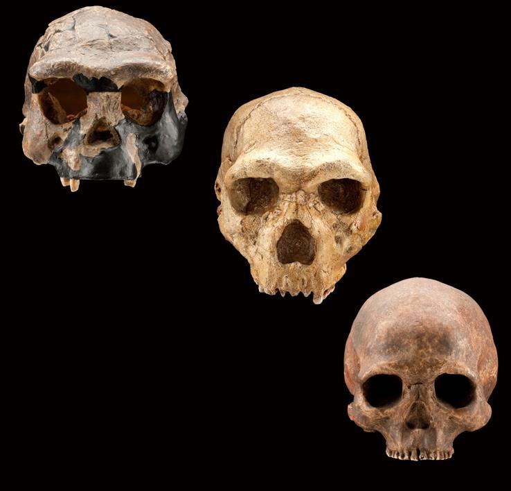 H. erectus Middle Pleistocene Archaic H.