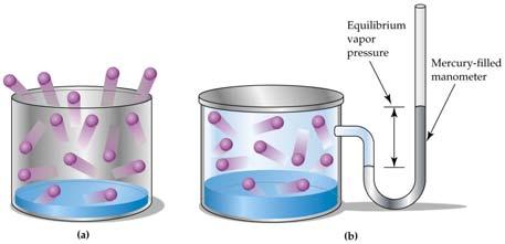 When the rates of evaporation and condensation are equal, the pressure exerted by the gas molecules above a liquid is called the vapor pressure.
