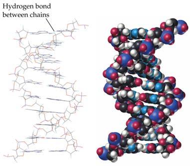 Hydrogen Bonds Hydrogen bonds are particularly important to your DNA and protein structure and in water Chapter 10 15 How to Determine What Type of Intermolecular Forces are Present When trying to